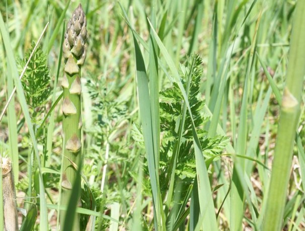 Owens Valley Asparagus