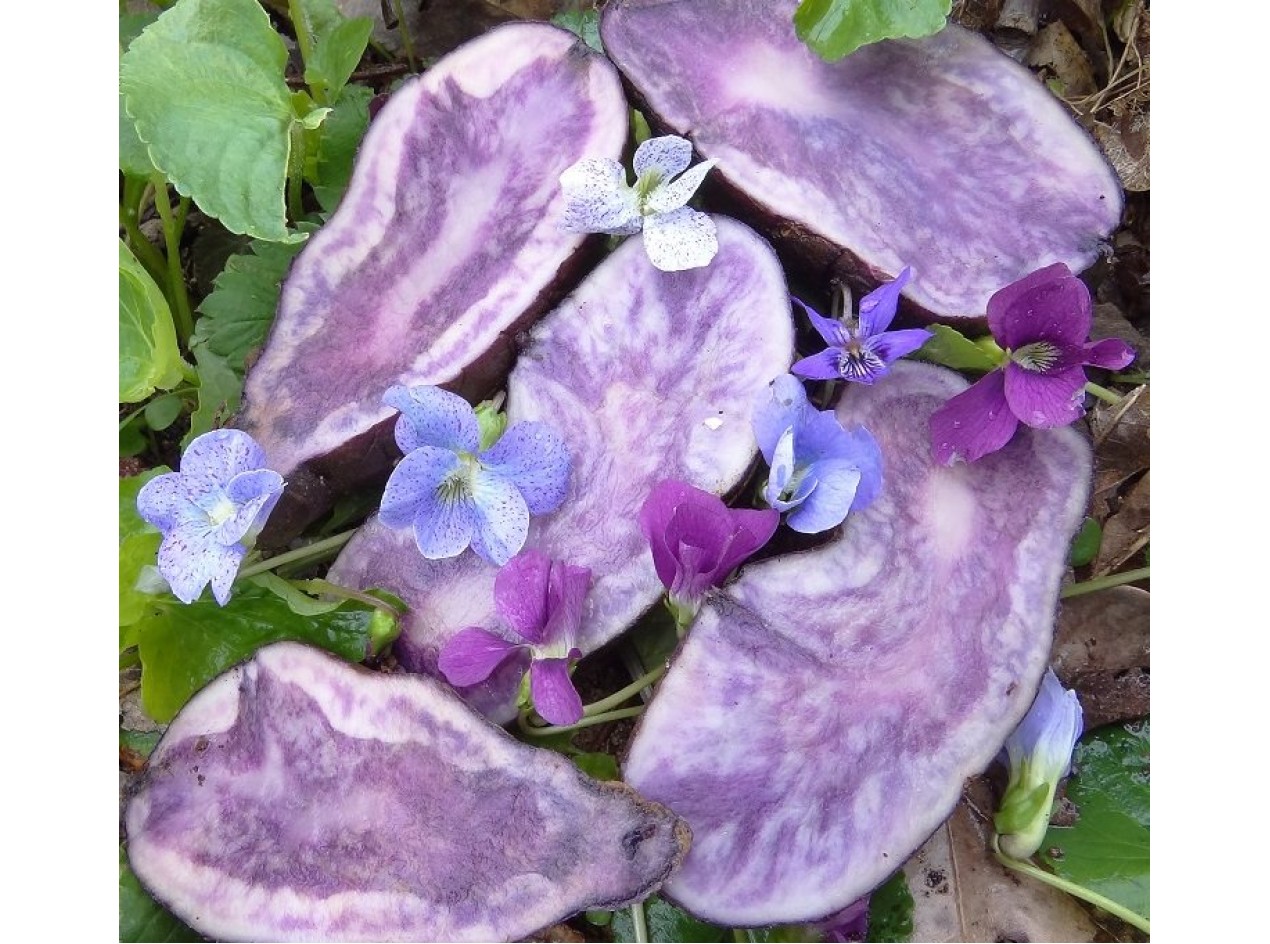 Violets Small Potato