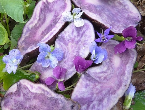 Violets Small Potato Violets Small Potato