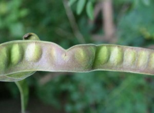 Thornless Honeylocust