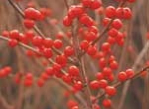Winterberry Holly Seeds