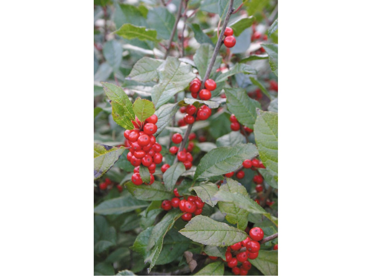 Winterberry Holly Seeds