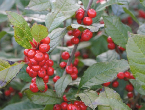 Winterberry Holly Seeds
