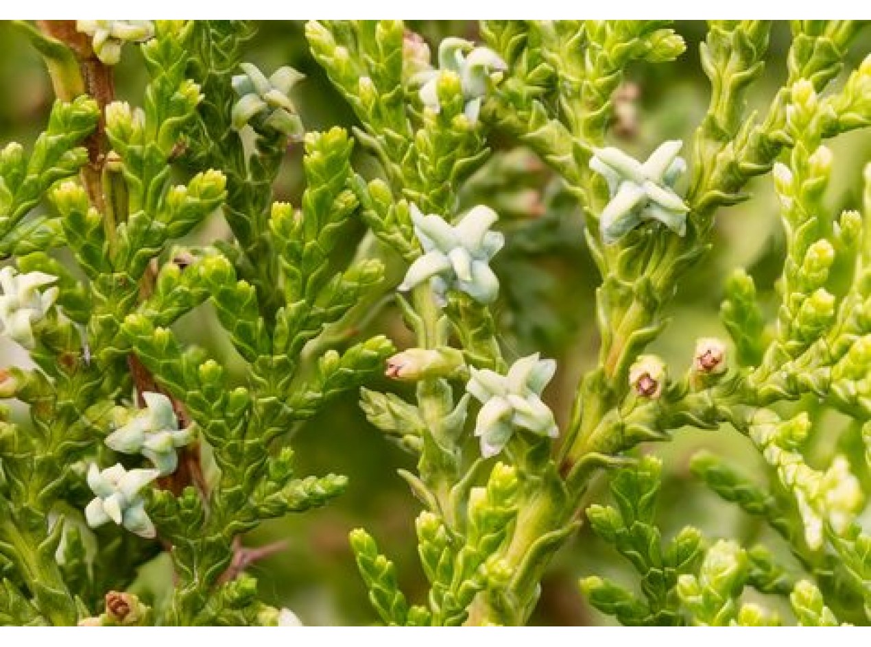 Wisconsin Oriental Arborvitae