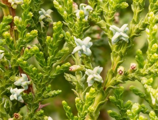 Wisconsin Oriental Arborvitae Wisconsin Oriental Arborvitae