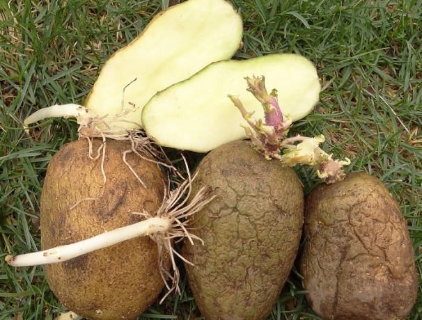 Zolushka Potato Zolushka Potato