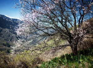 Northern Prairie Apricot