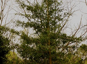 American Beauty Atlantic White Cedar