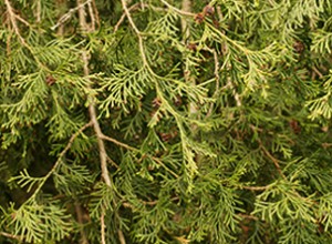 American Beauty Atlantic White Cedar