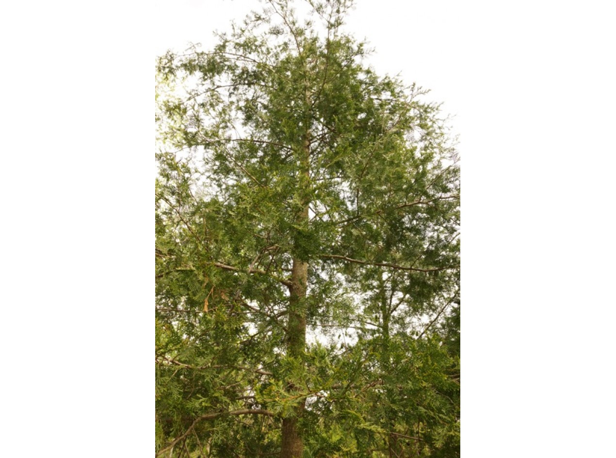 American Beauty Atlantic White Cedar