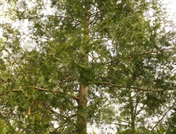 American Beauty Atlantic White Cedar