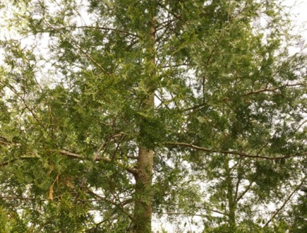 American Beauty Atlantic White Cedar