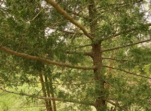 American Beauty Atlantic White Cedar