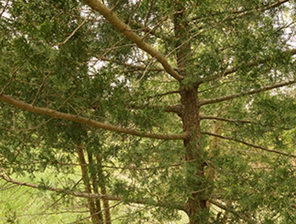 American Beauty Atlantic White Cedar Seeds