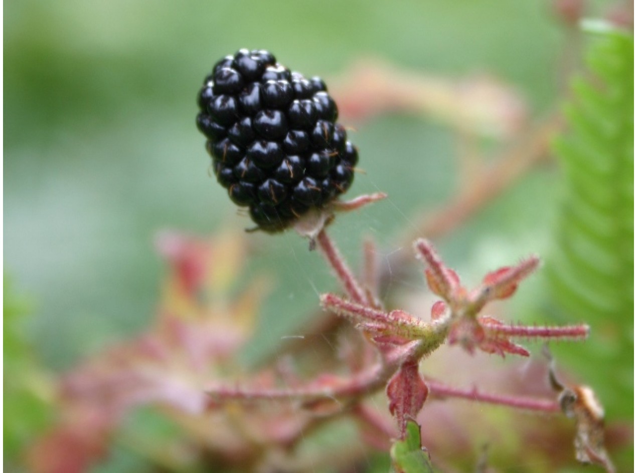 Illinois Blackberry