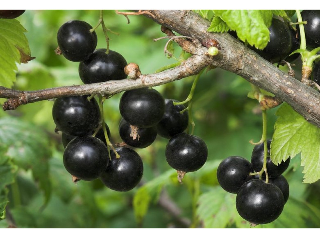 'Fruit River' Black Currant