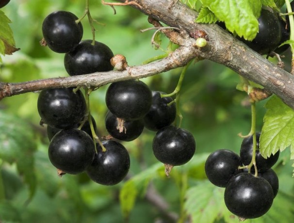 'Fruit River' Black Currant