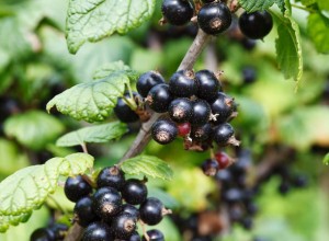 'Fruit River' Black Currant