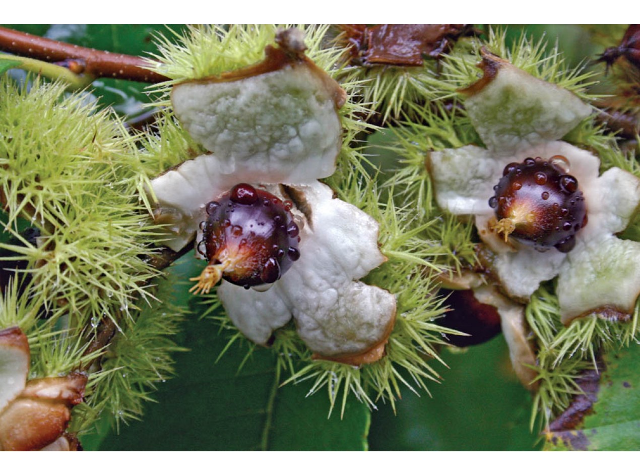 Chinquapin Chestnut