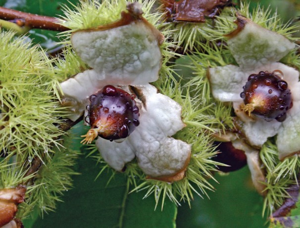 Chinquapin Chestnut