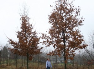 Chestnutleaf Oak