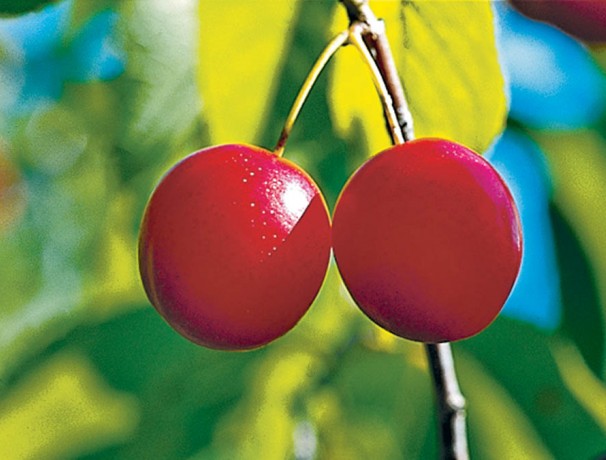 Chickasaw Plum