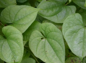 Chinese Mountain Yam Aerial Tubers