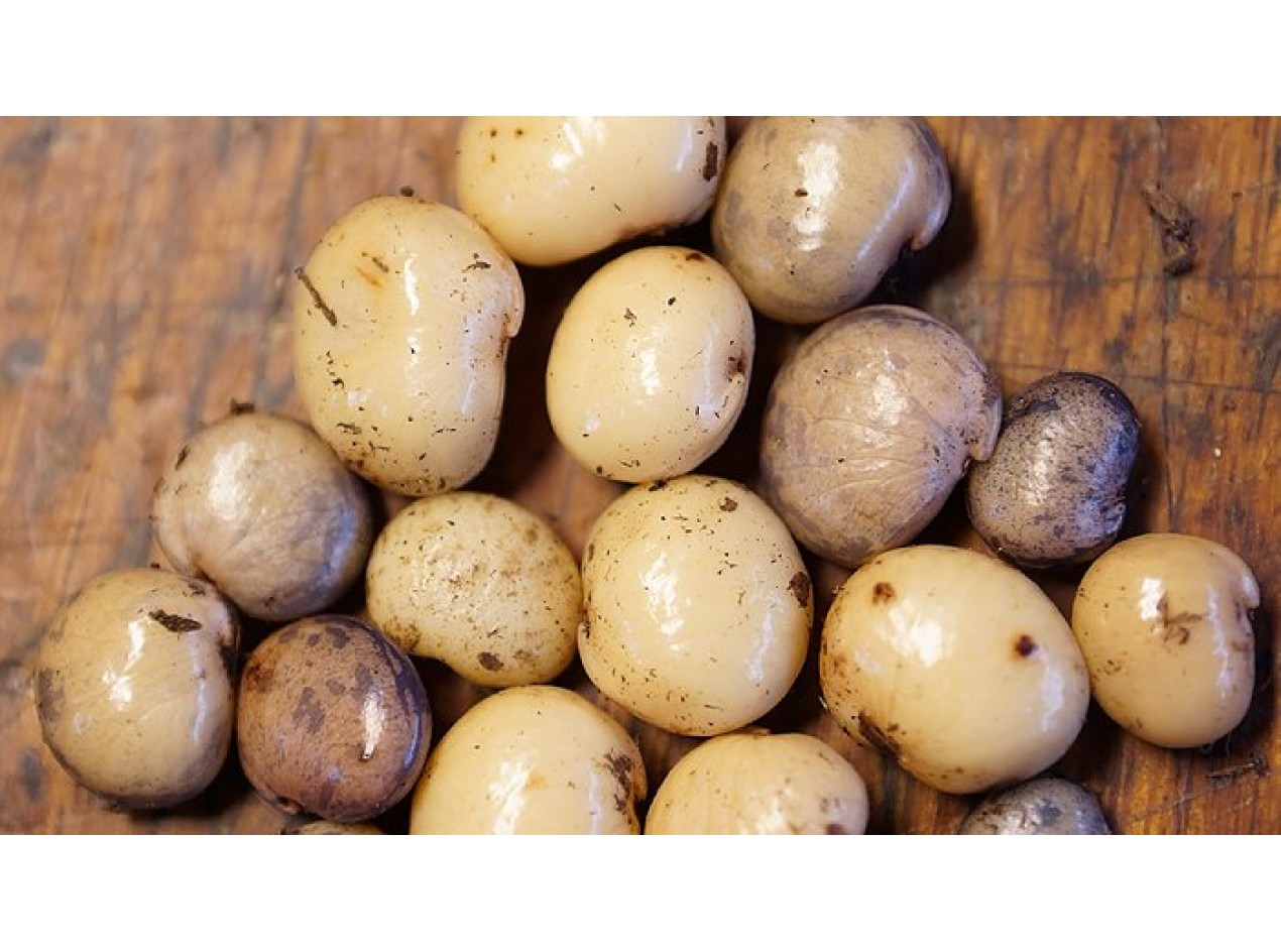 Crispy Snack Hog Peanut