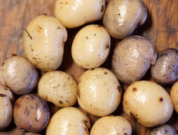 Crispy Snack Hog Peanut