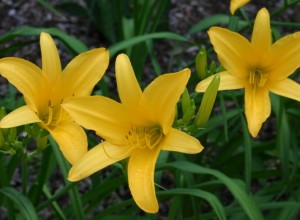 Sweet Flava Flavor Daylily