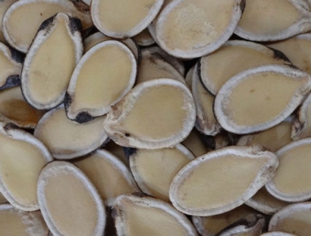 Egusi Papershell Edible Seeded Watermelon 