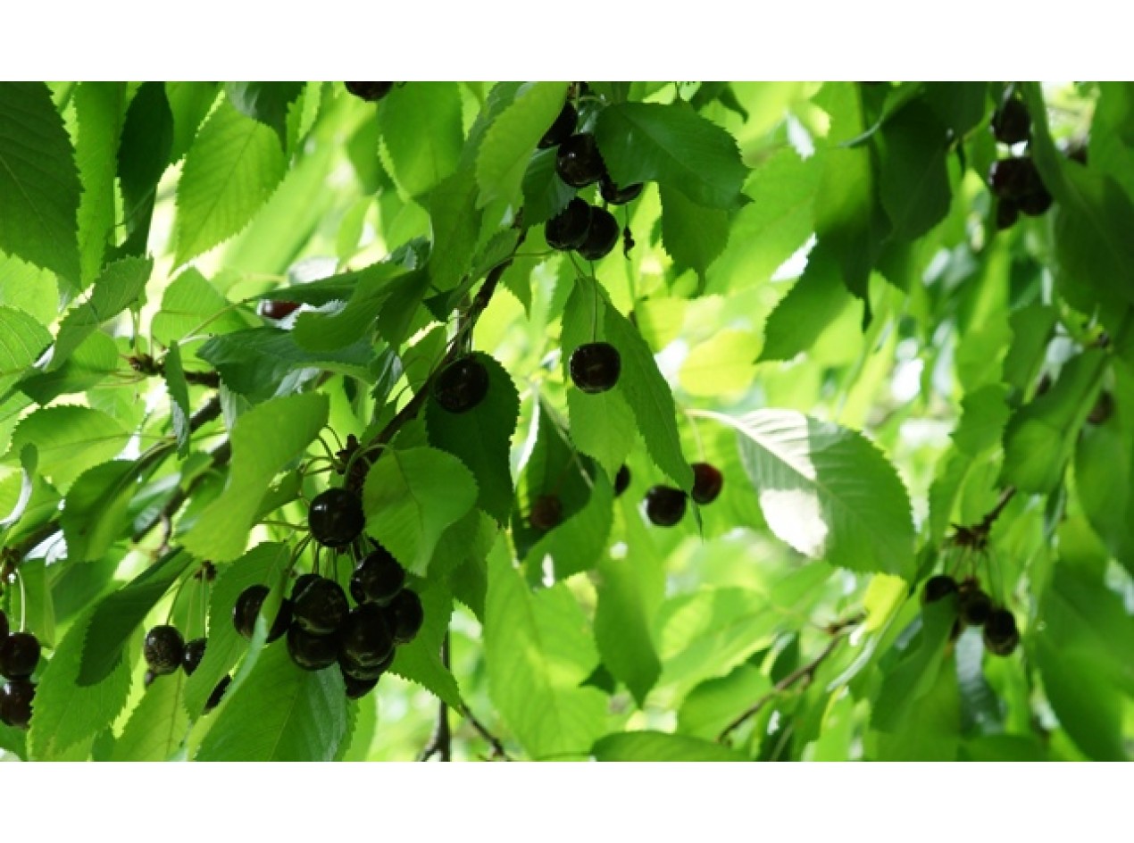 Black Forest Sweet Cherry