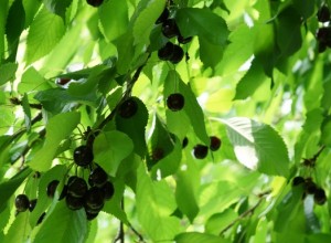 Black Forest Sweet Cherry