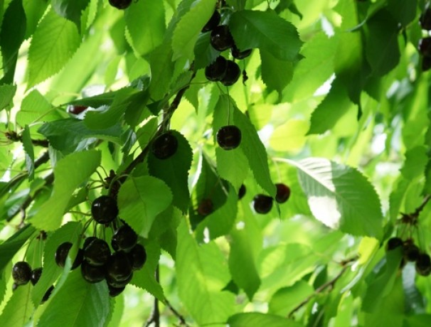Black Forest Sweet Cherry