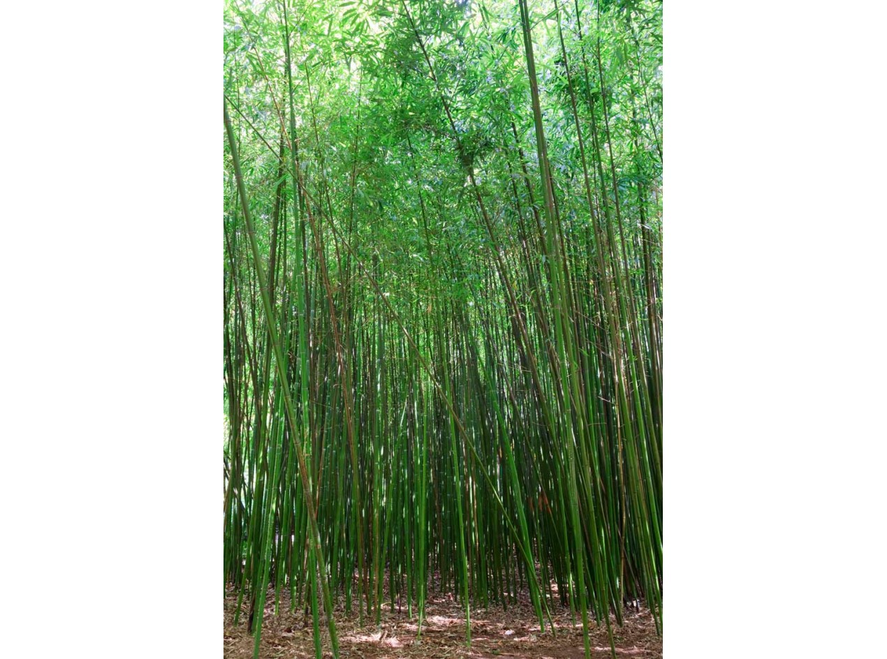 Chinese Timber Bamboo