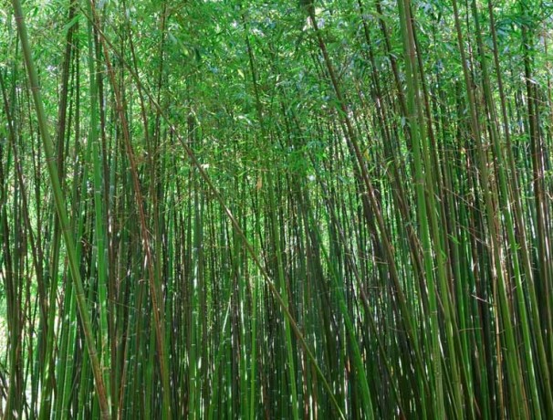 Chinese Timber Bamboo Chinese Timber Bamboo