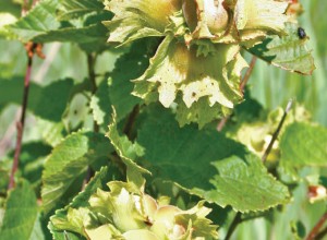 Ecos American Hazelnut