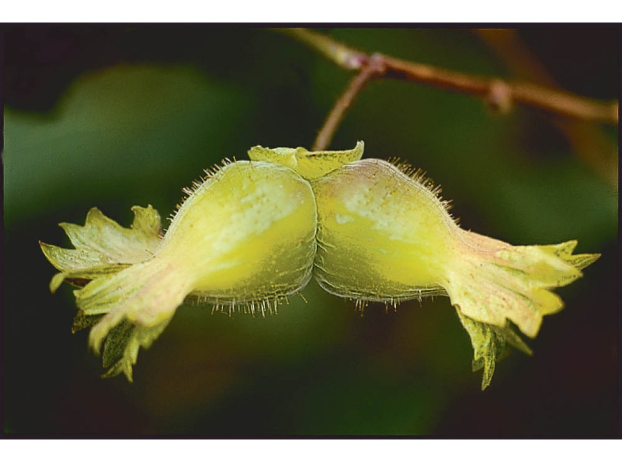 Precocious Hazelnut