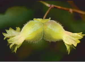 Precocious Hazelnut