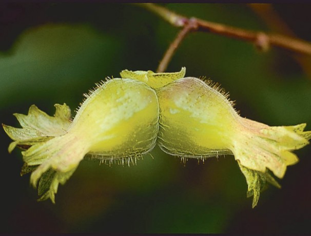 Precocious Hazelnut