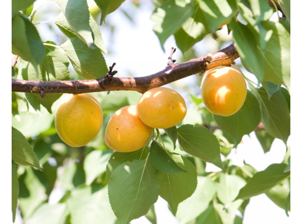 Heirloom Apricot