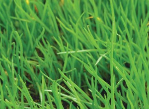 He Shi Ko Bunching Onion