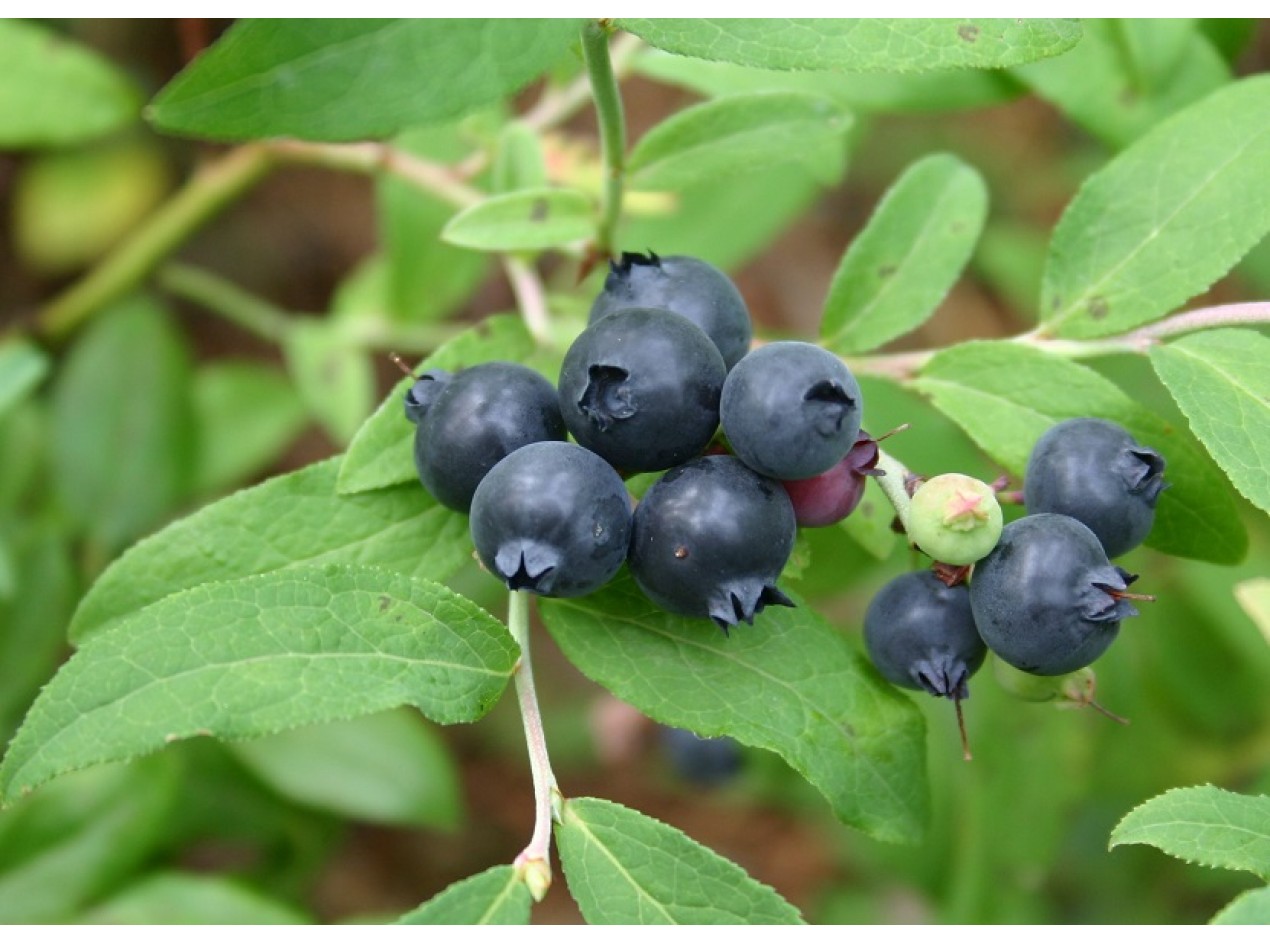 Dryland Blueberry Seed