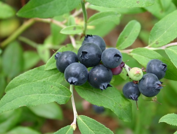 Dryland Blueberry Seed Dryland Blueberry Seed