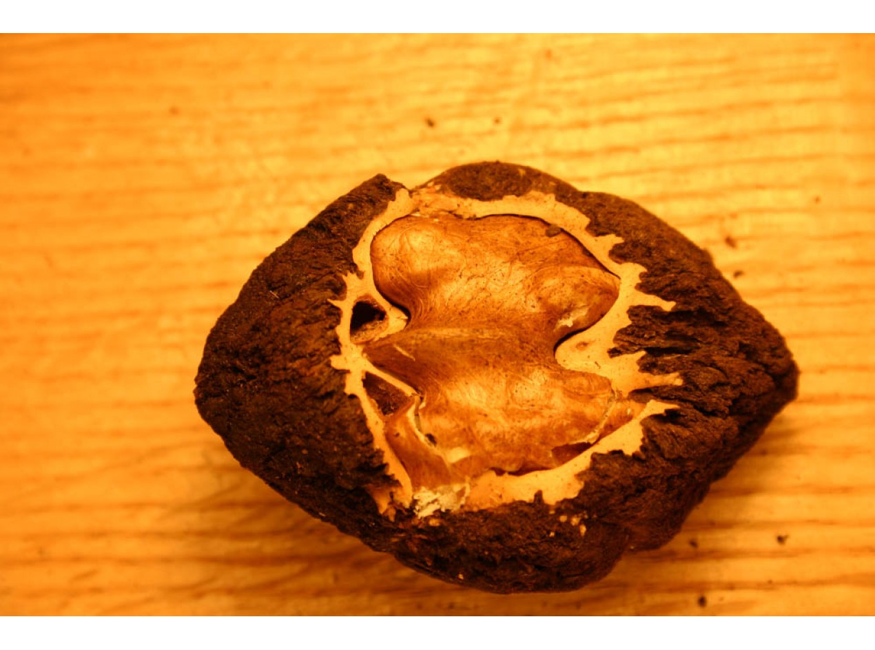 Hybrid Black Walnut Seed