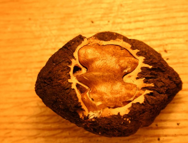 Hybrid Black Walnut Seed