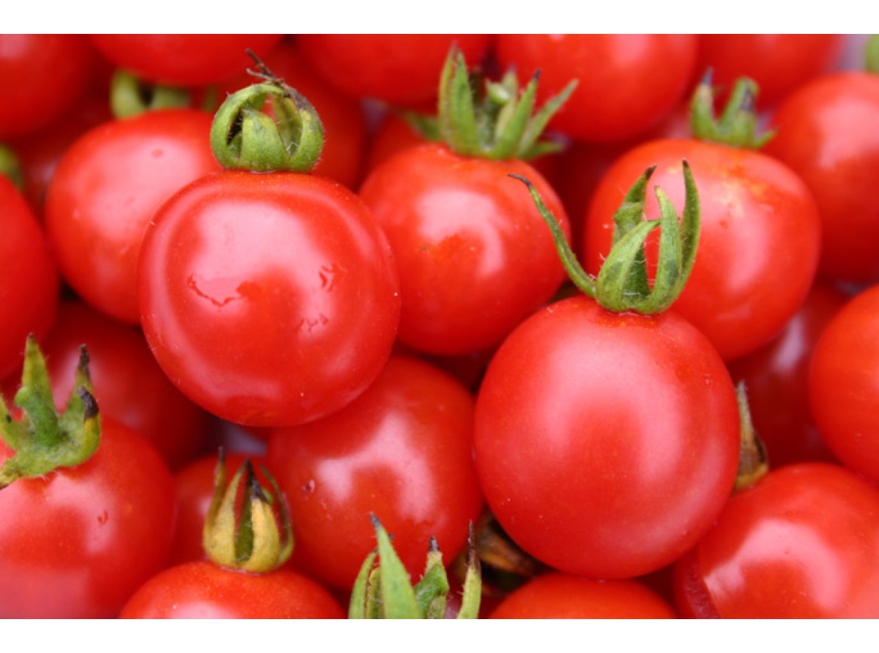 Kanaan Red Density Cherry Tomato