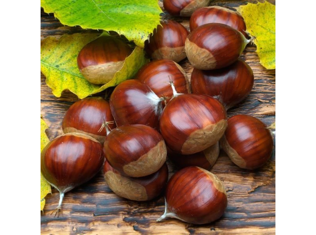 European Chestnut