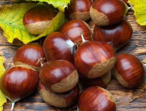 European Chestnut