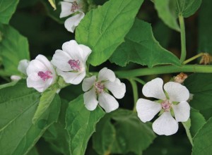 'Erfurter' Marshmallow